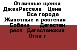 Отличные щенки ДжекРассела › Цена ­ 50 000 - Все города Животные и растения » Собаки   . Дагестан респ.,Дагестанские Огни г.